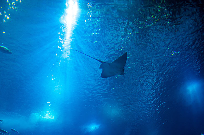 Oceanography and Marine Science