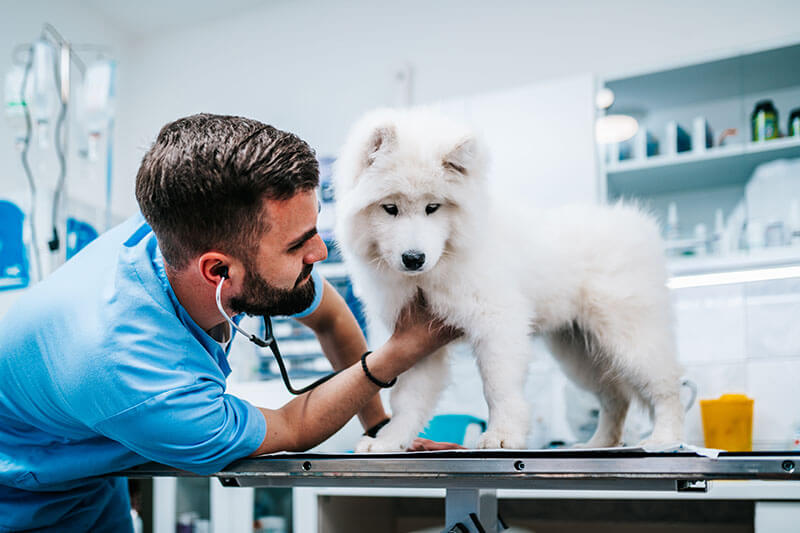 Veterinary Diagnostics